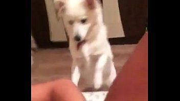 Jouer Iulia, une étudiante de Iasi, se masturbe et le chiot lui suce la chatte